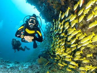 man scuba diving in Destin Florida with 200 yellow fish