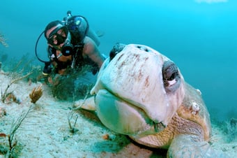 man scuba diving in West Palm Beach with a giant turtle