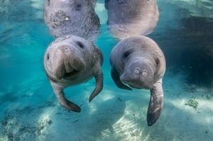 Crystal River manatee Tour