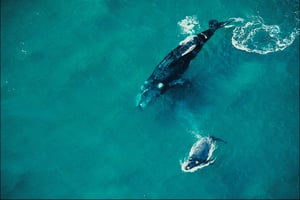 mom and baby whale swimming in the ocean