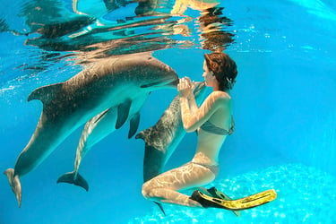 swimming with wild dolphins