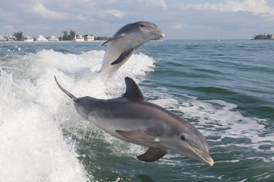 two dolphis playing behind a boat