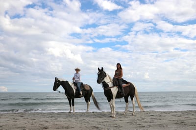 two horses on the beach