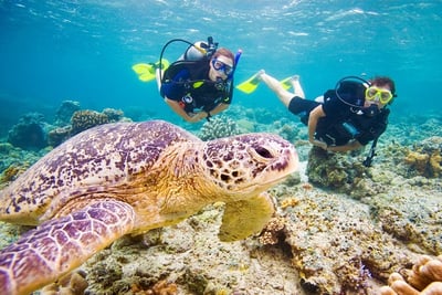 two people scuba diving with a sea turtle