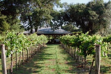 vineyard in Sarasota