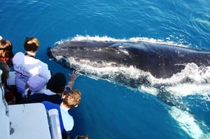 whale watching playa del carmen mexico