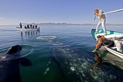 whales very close to the boat