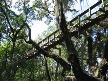 wooden walkway in the Myakka Canopy