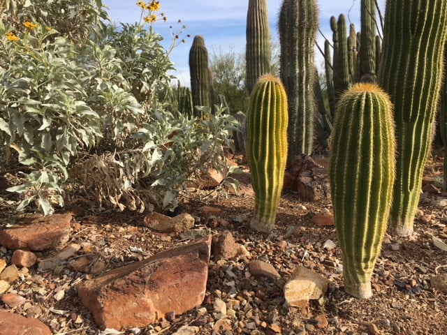 Arizona Sonora Desert Museum Tucson