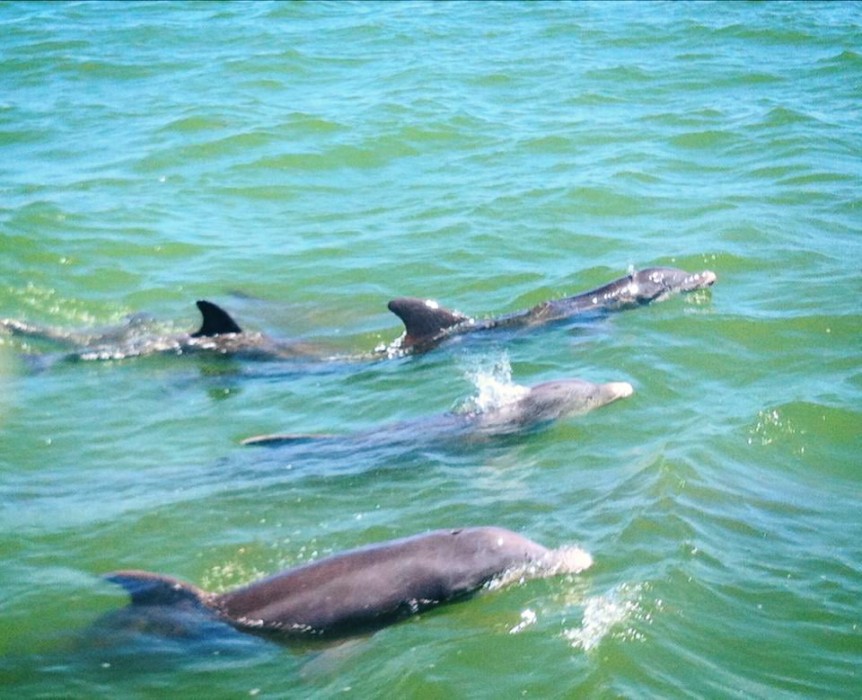 four dolphins playing in the waves in Naples