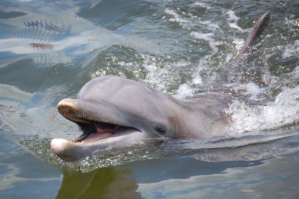 Dolphin playing in the water in Fort Myers