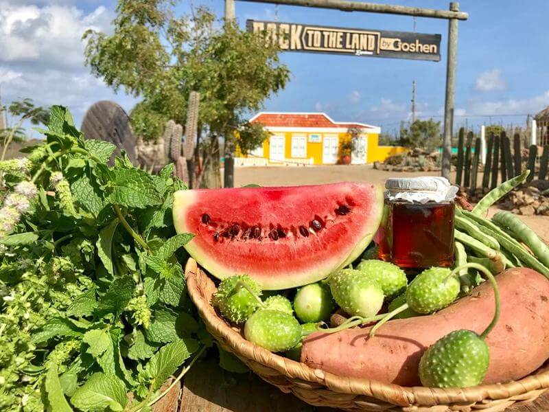 watermelon outside a farm