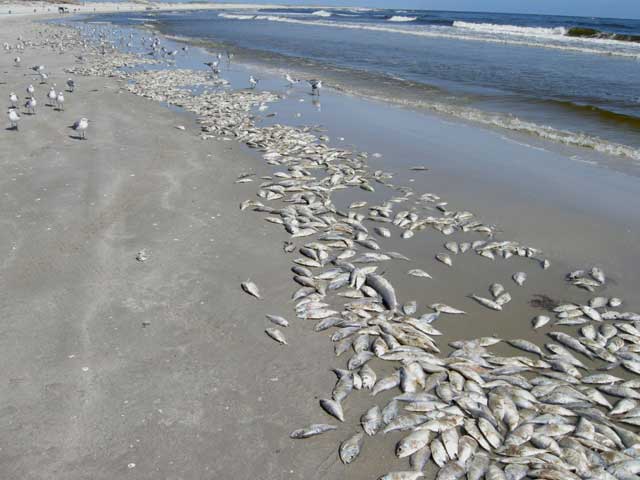 Lots of tiny dead fish on St Pete Beach due to red tide