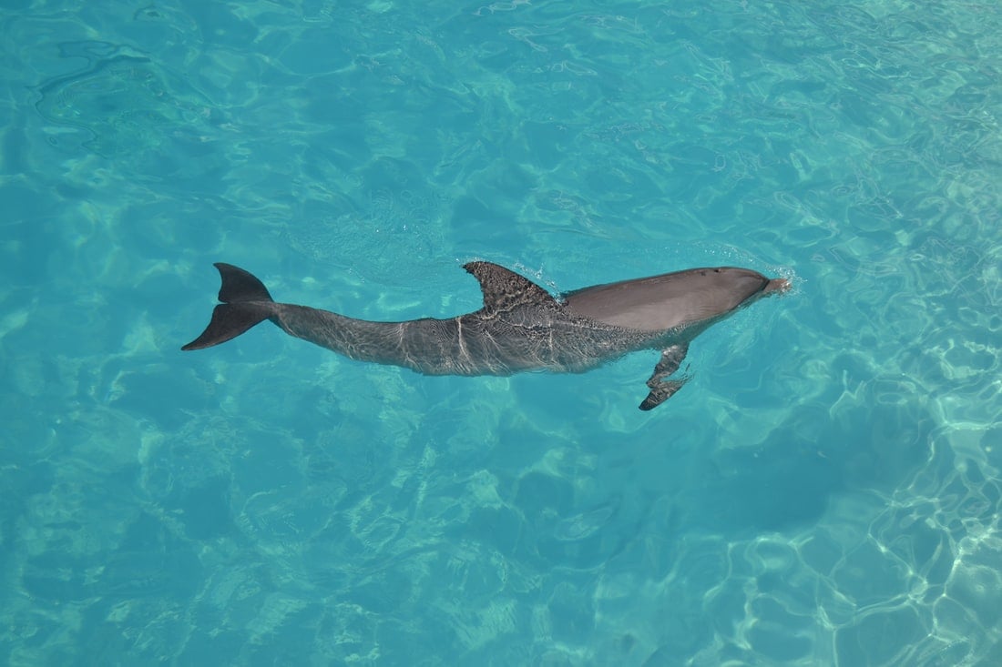 One Dolphin playing in the water in Florida