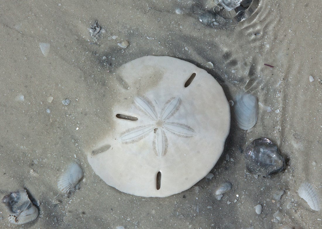 Sand Dollar along the shore in Naples