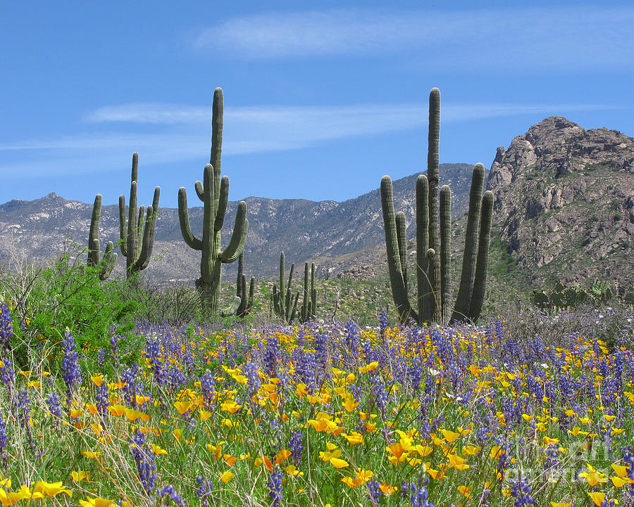 Tucson Flowers