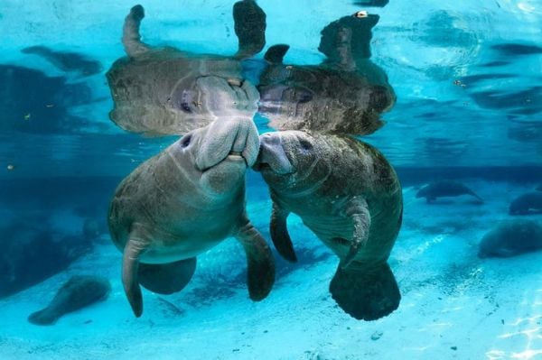 Two manatees kissing in the water