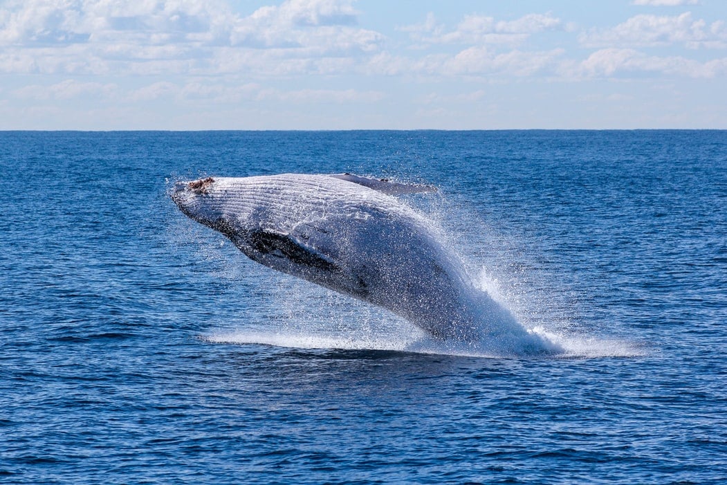 Whale jumping out of the water in San Diego