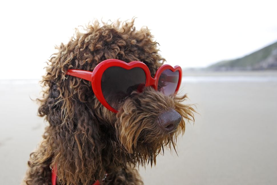 cute brown dog wearing red heart sunglasses