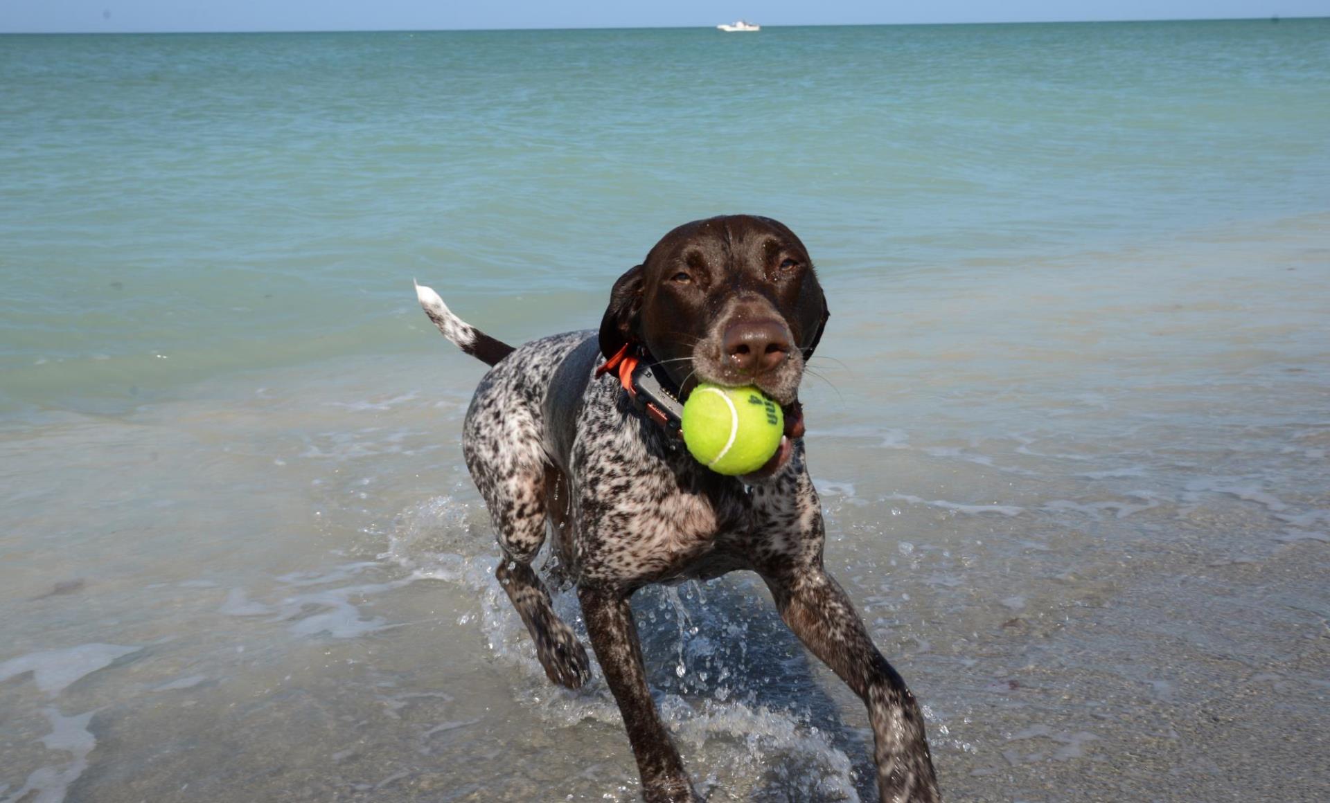 cute dog with a tennis ball playing in the ocean