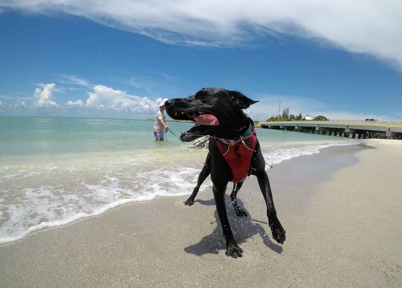 Dog beach Fort Myers