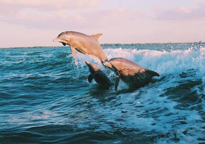 dolphins playing in the wake of a boat