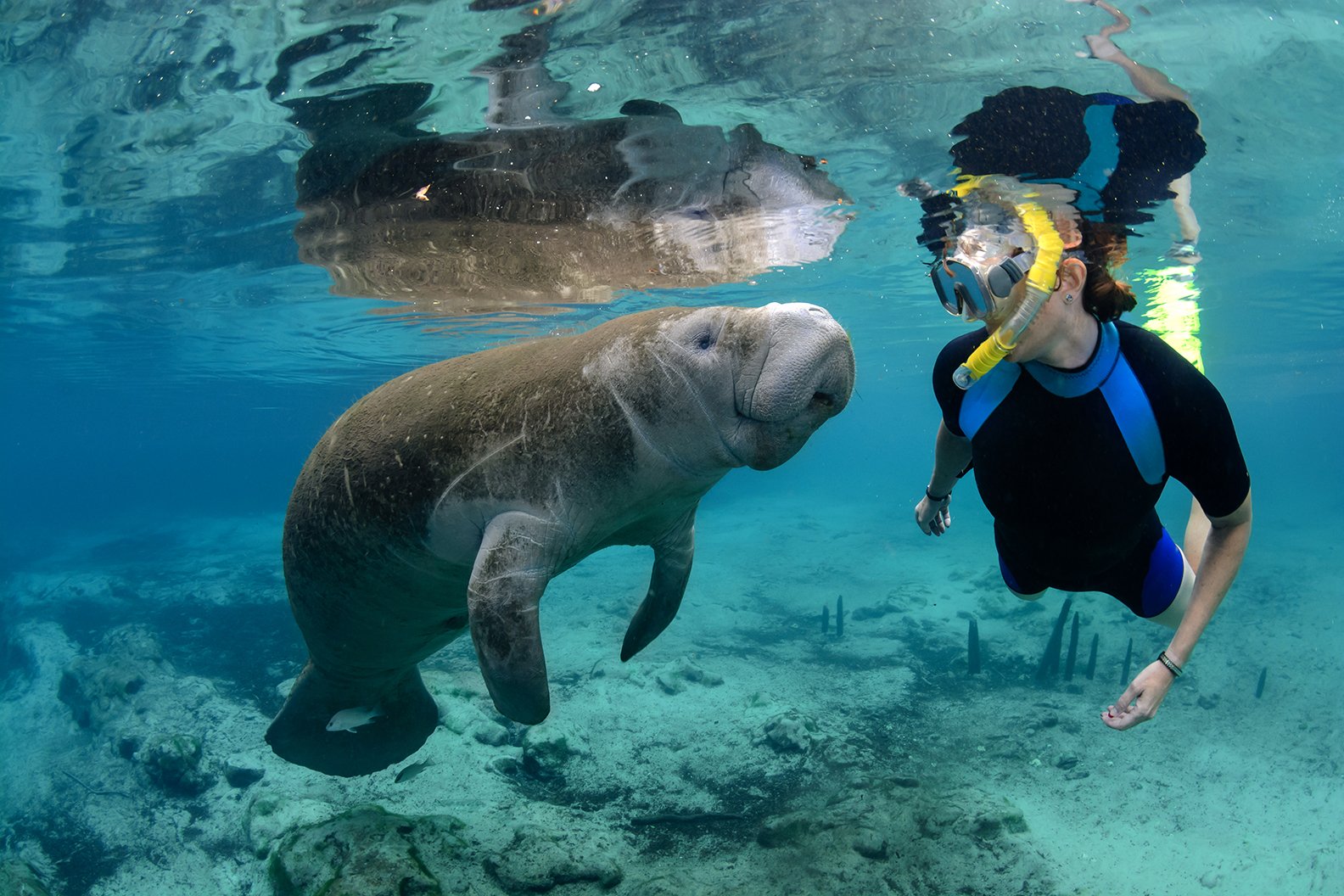 girl in wetsuit swimming with a manatee