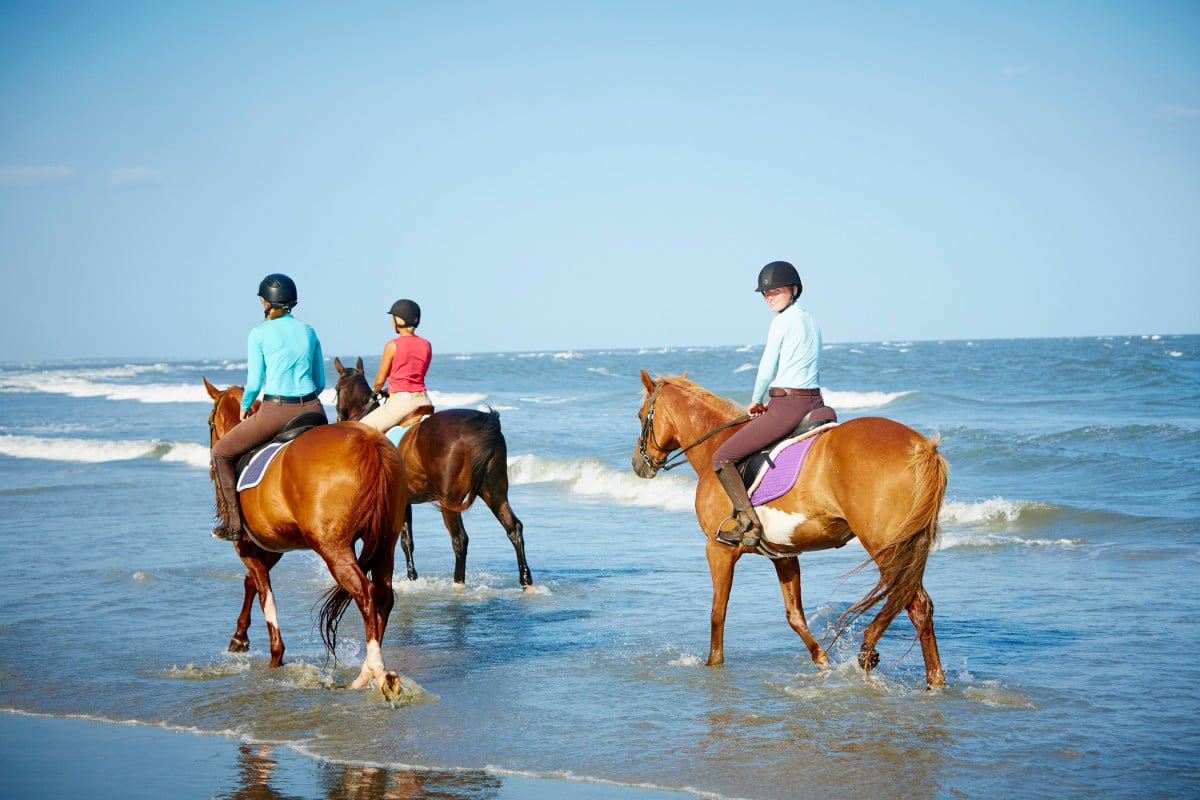 horses walking in the water on the beach