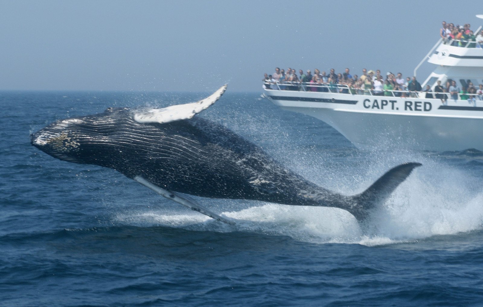 Boston Boat Tours