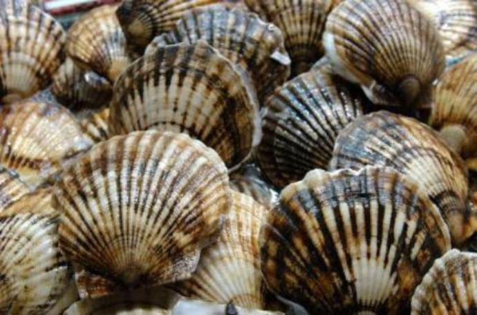 Florida scallop season