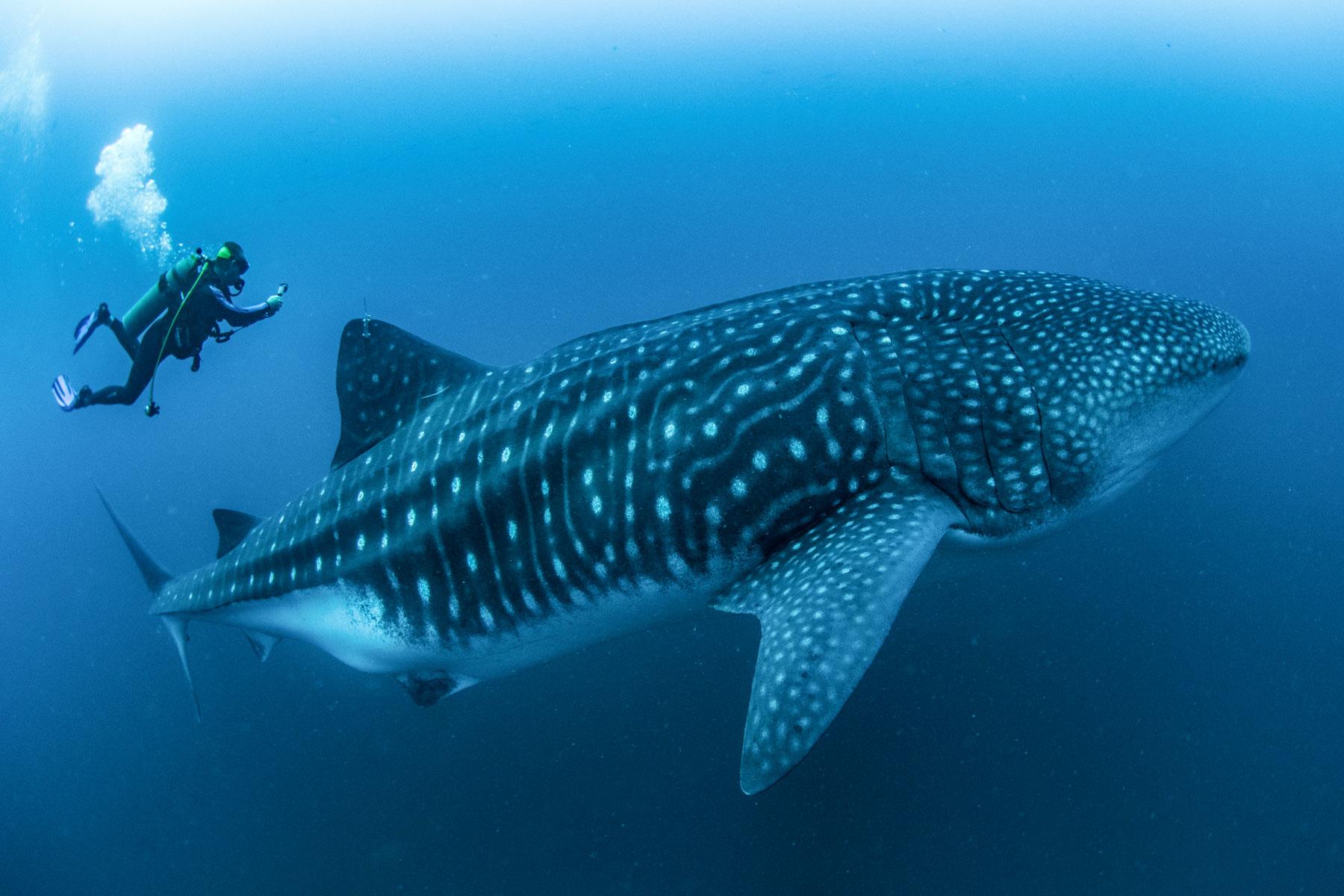 Scuba diving with whale sharks