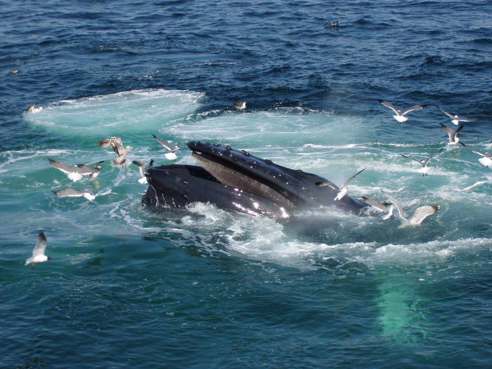 Cape Cod Whale Watching Tours